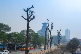 Chặt 6.700 cây xanh: Hà Nội có thể sẽ lâm vào cảnh ô nhiễm nặng