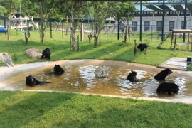 Gấu tắm tập thể trong một bể bơi khu bán hoang dã. (Ảnh: Hùng Võ/Vietnam+)