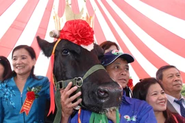 “Hoa hậu bò sữa” năm 2015 sinh ra từ năm 2010, có bố từ Mỹ, mẹ từ Hà Lan-Cuba, trọng lượng 710 kg, đã đẻ 3 lứa. (Ảnh: Hùng Võ/Vietnam+)