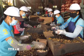 Tổng kim ngạch xuất khẩu nông lâm thủy sản quý I đạt 15,72 tỷ USD. (Ảnh minh họa. Nguồn: TTXVN)