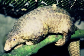 [Photo] Tê tê bị săn bắt, dùng ngâm rượu và buôn bán trái phép 