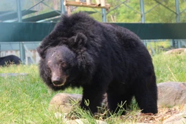 Vandrew bị mất nguyên cả một cánh tay, một mắt bị hỏng, túi mật và gan của cậu cũng có nhiều vết sẹo. (Ảnh: Hùng Võ/Vietnam+)