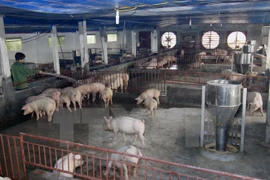 Trang trại chăn nuôi lợn thịt. (Ảnh: Vũ Sinh/TTXVN)
