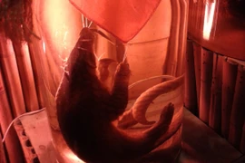 Tê tê tại Việt Nam đang đứng trước nguy cơ bị tuyệt chủng 