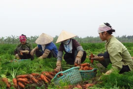 [Photo] Hải Dương: Người dân trồng cà rốt “khóc" vì giá rẻ như bèo