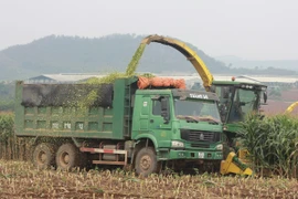 [Photo] Ứng dụng công nghệ cao tại cụm trang trại bò sữa tập đoàn TH