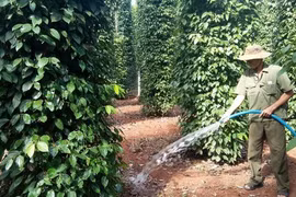 Ảnh chỉ có tính minh họa. (Ảnh: Hoàng Nhị/TTXVN)