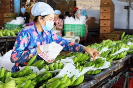 Dán tem kiểm định chất lượng sản phẩm tại Trang trại chuối xuất khẩu Huy Long An, Tây Ninh. (Ảnh: Lê Đức Hoảnh/TTXVN)