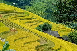 Ghé Hoàng Su Phì những ngày cuối tháng Chín đầu tháng 10, du khách có thể dễ dàng bắt gặp những "biển lúa vàng" đến tận chân trời. (Ảnh: Đỗ Hùng/Vietnam+)