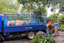 Người dân bán lợn. (Ảnh: Thanh Tân/TTXVN)