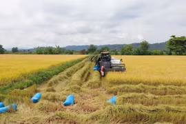 Nông dân thu hoạch lúa. (Ảnh: Ngọc Minh/TTXVN)