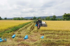 Nông dân thu hoạch lúa. (Ảnh: Ngọc Minh/TTXVN)