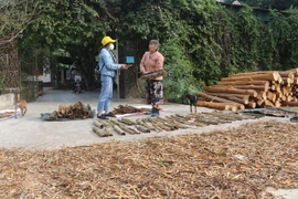 Trong tháng 12, gia đình bà Nguyễn Thị Hòa, xã Mường Nọc, huyện Quế Phong bị kẻ gian bóc trộm thêm 30 cây quế đang đến kỳ thu hoạch buộc phải chặt bỏ cây. (Ảnh: Bích Huệ/TTXVN) 