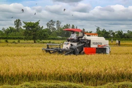 Thu hoạch lúa ở Cần Thơ. (Ảnh: Thanh Liêm/TTXVN)