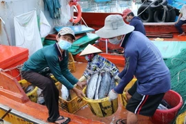 Ngư dân vận chuyển cá tại cảng cá Đông Hải, thành phố Phan Rang-Tháp Chàm, tỉnh Ninh Thuận. (Ảnh: Nguyễn Thành/TTXVN)