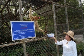 Vượn má vàng được trung tâm cứu hộ thành công được nuôi nhốt tại đơn vị. (Ảnh: Lê Sen/TTXVN)