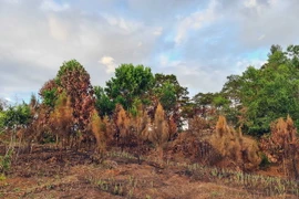 Một khoảnh thông cháy rụi sau quá trình đốt thực bì. (Ảnh: Hưng Thịnh/TTXVN)