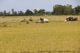 Nông dân Đồng Tháp thu hoạch lúa Thu Đông. (Ảnh: Chương Đài/TTXVN)
