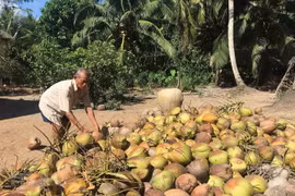Thu hoạch dừa ở Trà Vinh. (Ảnh: Thanh Hòa/TTXVN)