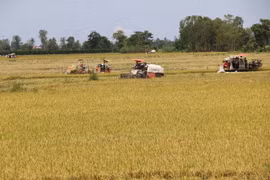 Nông dân Đồng Tháp thu hoạch lúa Thu Đông. (Ảnh: Chương Đài/TTXVN)