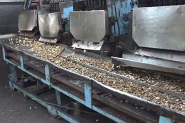 Chế biến hạt điều. (Nguồn: laodong.vn)