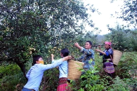 Sơn La: Khó khăn tìm đầu ra cho quả sơn tra ở các xã vùng cao 