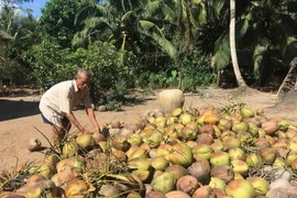 Thu hoạch dừa ở Trà Vinh. (Ảnh: Thanh Hòa/TTXVN)