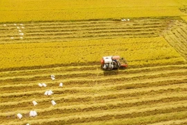 Nông dân ở Đồng bằng sông Cửu Long thu hoạch lúa Đông Xuân. (Ảnh: TTXVN)