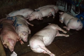 Đàn lợn nằm bất động sau khi bị tiêm thuốc an thần và bơm nước. (Ảnh: Thanh Liêm/TTXVN)