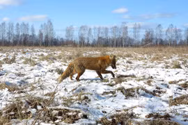 Một con sói sống trong khu vực chịu thảm họa Chernobyl. (Nguồn: ibtimes.co.uk) 