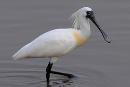 Loài cò mỏ thìa có trong Sách Đỏ Việt Nam 2007. (Nguồn: carolinabirds.org)