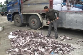 Số mực khô bắt giữ được đã bốc mùi hôi thối. (Ảnh: Trịnh Duy Hưng/TTXVN)