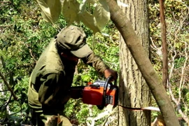 Các đối tượng dùng cưa máy để đốn hạ những cây có đường kính từ 30 cm trở lên. (Ảnh: Thế Lập/TTXVN)