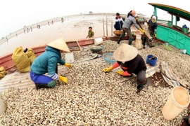 Người dân thu hoạch ngao. Ảnh minh họa. (Nguồn: TTXVN)