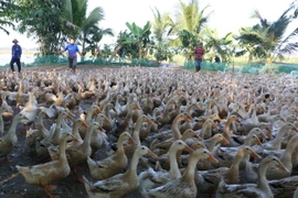 Ảnh chỉ mang tính minh họa. (Nguồn: TTXVN)