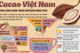 Đã đến lúc cacao Việt Nam trở lại với giấc mơ trở thành "thủ phủ" của châu Á?