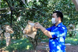 Mô hình trồng cây ăn quả của anh Nguyễn Thế Dũng, xã Giang Sơn, huyện Gia Bình, tỉnh Bắc Ninh, được gia hạn vốn vay khởi nghiệp. (Ảnh: Đinh Văn Nhiều/TTXVN)