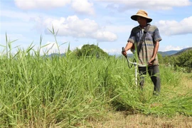 (Ảnh minh họa: Nguyễn Thành/TTXVN)