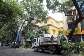 Cắt tỉa cây xanh có nguy cơ gãy, đổ trước mùa mưa bão 2021. (Ảnh: Phan Tuấn Anh/TTXVN)