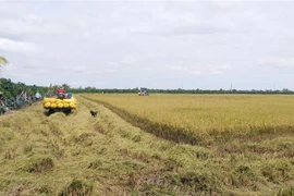 Thu hoạch lúa Hè Thu năm 2021 ở huyện Thanh Bình. (Ảnh: Nguyễn Văn Trí/TTXVN)