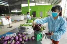 Xã viên Hợp tác xã rau an toàn Văn Đức đóng gói sản phẩm rau-quả để cung cấp cho các siêu thị Thủ đô trong những ngày thực hiện giãn cách xã hội. (Ảnh: Vũ Sinh/TTXVN)