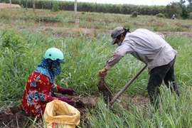 Nông dân huyện Thạnh Hóa (Long An) vụ thu hoạch khoai mỡ. (Ảnh: Thanh Bình/TTXVN)