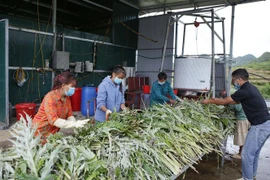 (Ảnh minh họa: Quý Trung/TTXVN)
