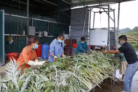 (Ảnh minh họa: Quý Trung/TTXVN)
