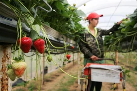 Lao động thời vụ thu hoạch dâu tây tại một trang trại ở Faversham, đông nam nước Anh ngày 29/6. (Ảnh: AFP/TTXVN)
