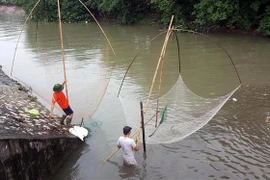 Người dân đổ ra bắt cá tại các cống thoát trên sông Kim Ngưu sau khi mưa lớn khiến các ao hồ trong nội đô bị ngập tràn khiến cá thoát ra. (Ảnh: Danh Lam/TTXVN)