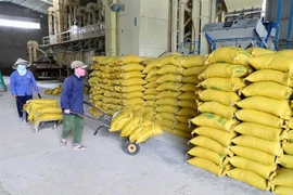 Vận chuyển gạo xuất khẩu trong kho của Doanh nghiệp tư nhân Chế biến nông sản Quang Vũ, xã Phước Lộc, huyện Tuy Phước, tỉnh Bình Định. (Ảnh: Vũ Sinh/TTXVN)