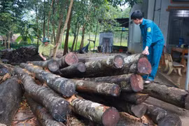 Số gỗ bị chặt trộm tại tiểu khu 363. (Ảnh: K GỬIH/TTXVN)