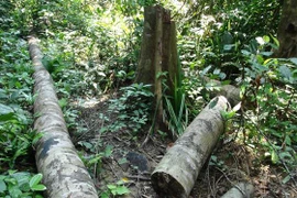 (Ảnh minh họa: Đậu Tất Thành/TTXVN)