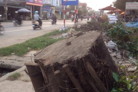 Hàng chục cây xanh ở xã Đức Thượng, Hoài Đức lại bị chặt hạ (Ảnh: Sơn Bách/Vietnam+) 